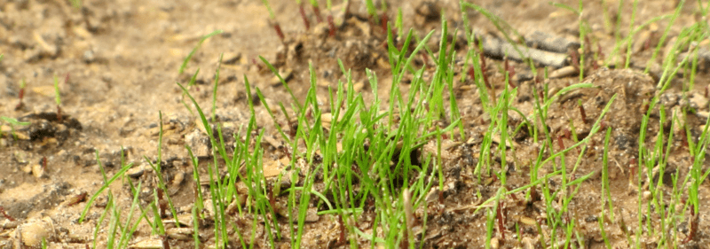 小草从土壤中发芽