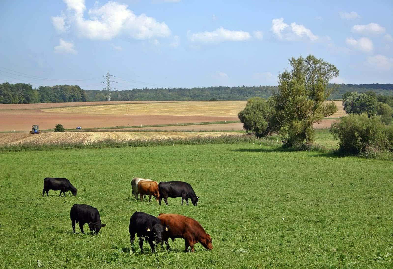 牛在田野里吃草